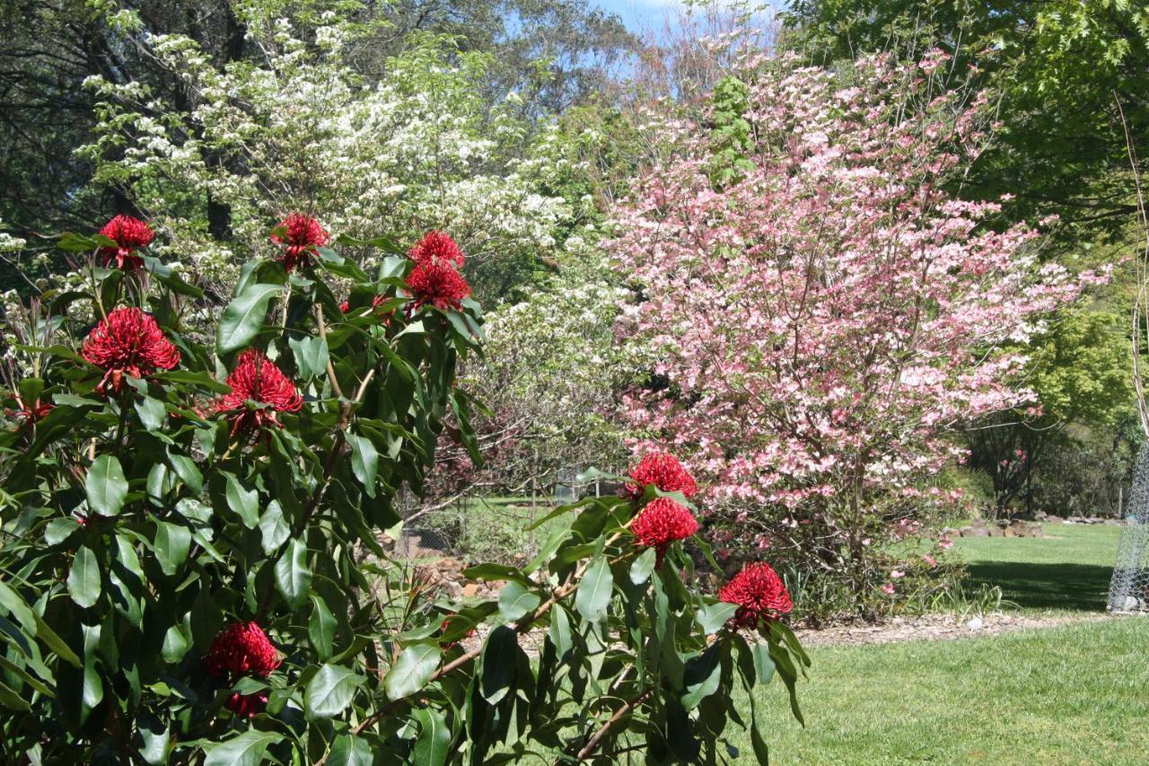 Shady Brook Cottages Harrietville Εξωτερικό φωτογραφία
