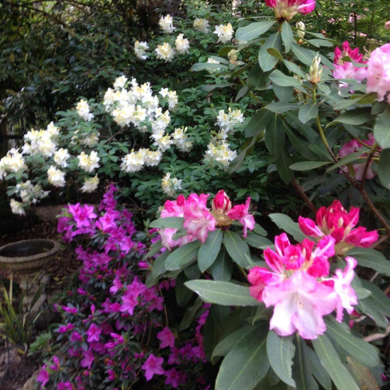 Shady Brook Cottages Harrietville Εξωτερικό φωτογραφία