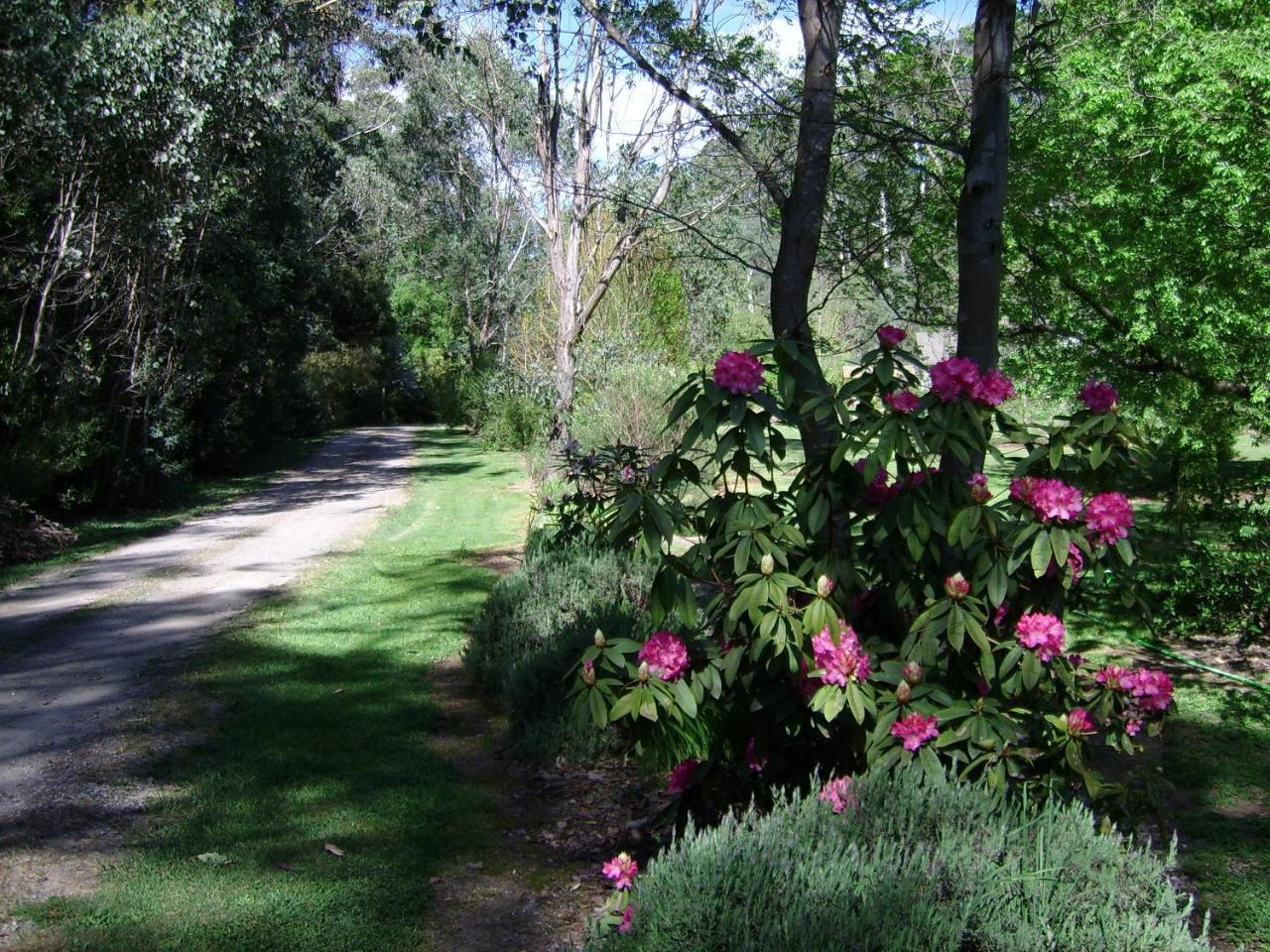 Shady Brook Cottages Harrietville Εξωτερικό φωτογραφία