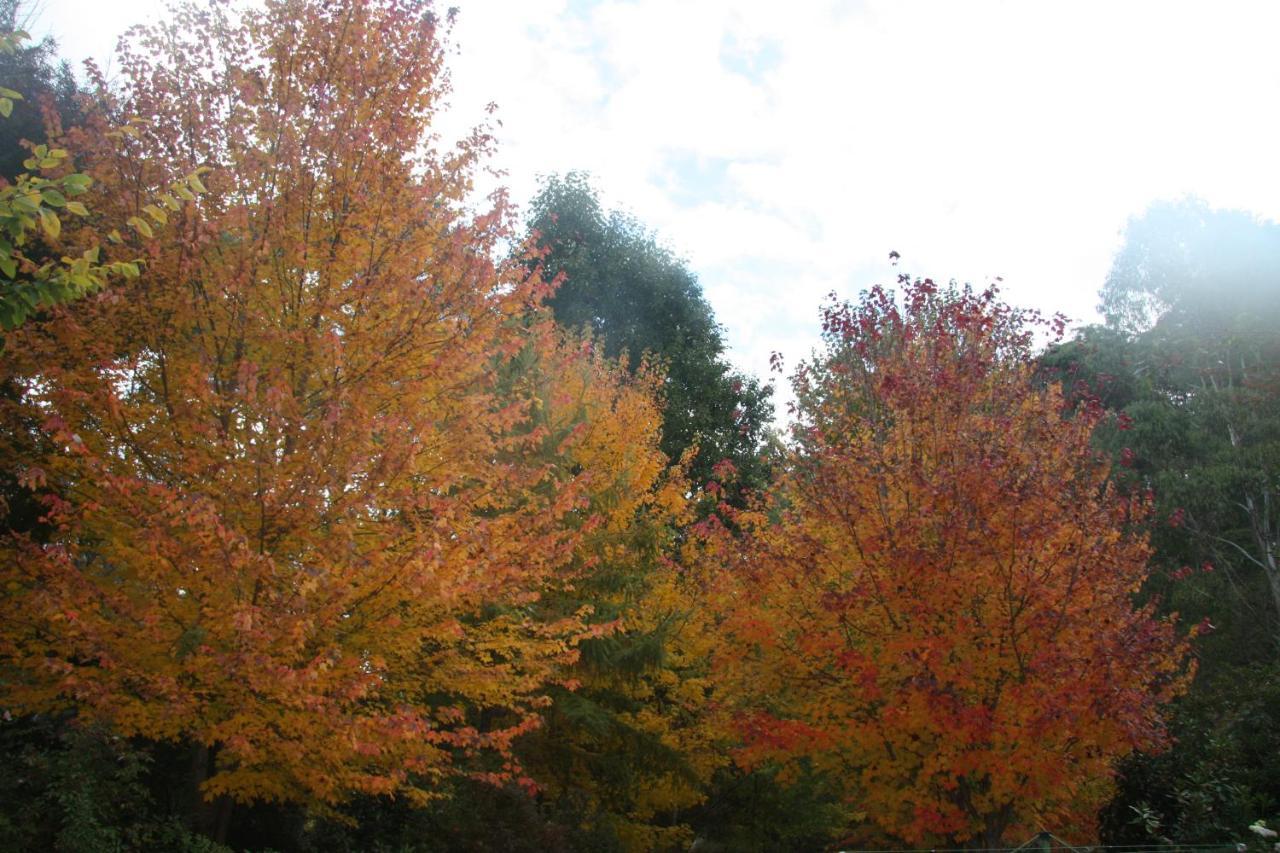 Shady Brook Cottages Harrietville Εξωτερικό φωτογραφία