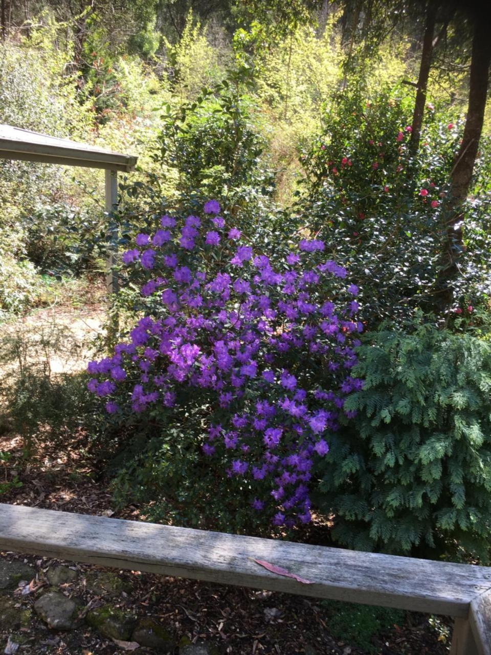 Shady Brook Cottages Harrietville Εξωτερικό φωτογραφία